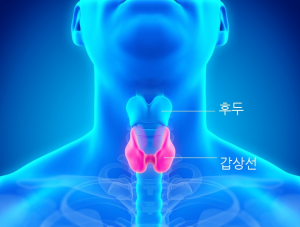 갑상선암-최신 치료법부터 자연요법까지 1 갑상선암 1
