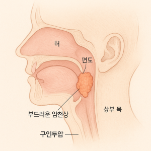 구인두암 증상부터 치료·식단·운동까지 완벽 가이드 1 a diagram of the human body